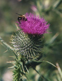 un chardon et un bourdon quoi de plus simple