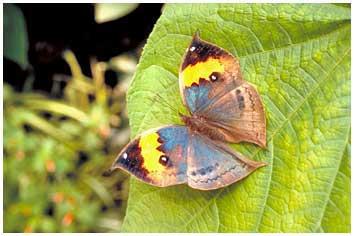 fantastique papillon 