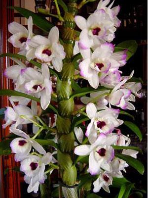 orchid�e 