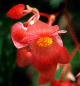 fleur de begonia