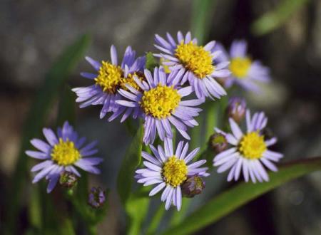 les asters 