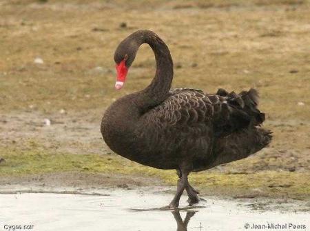 le cygne noir