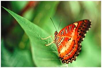 red butterfly 