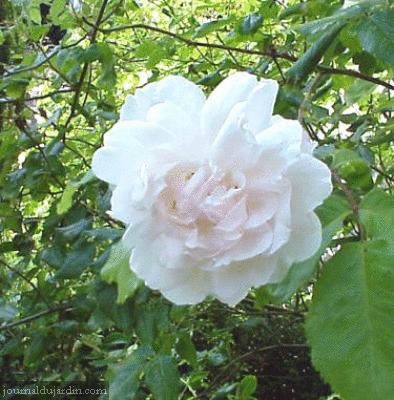 la rose blanche 