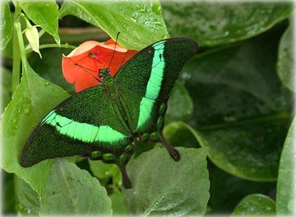 green butterfly