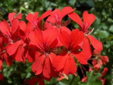 geranium