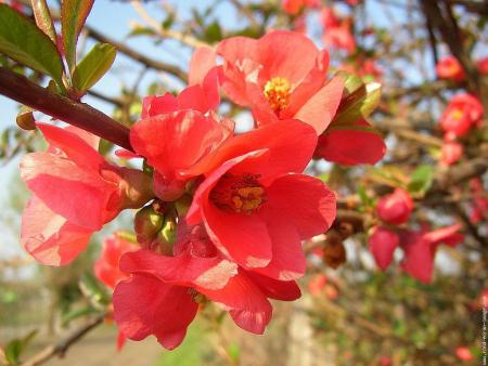 le cognassier du japon 