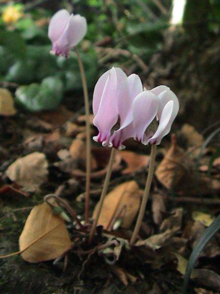 le cyclamen