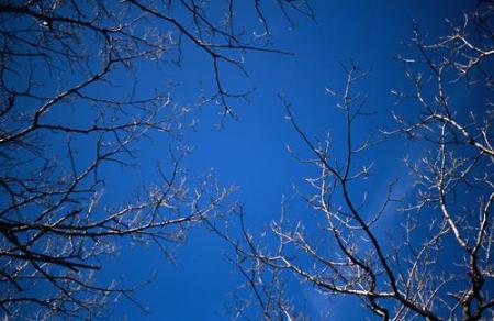 des branches d'argent