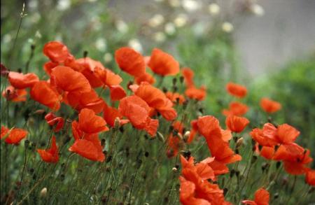 coquelicots