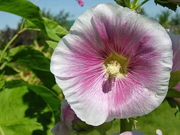 fleur de rose tremiere 