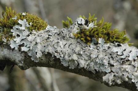 mousse et lichen