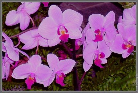 somptueuse orchid�e