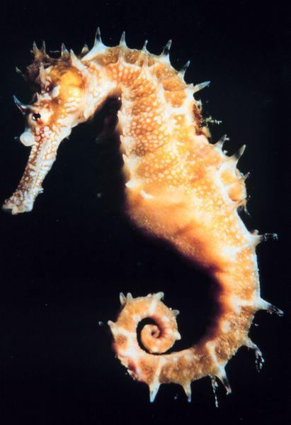 seahorse