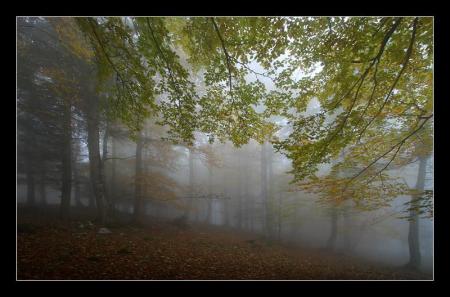 la foret mysterieuse