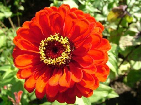le zinnia