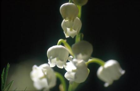 muguet