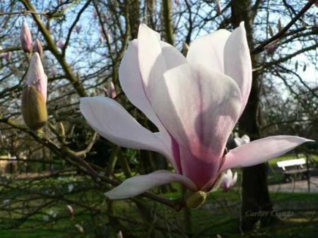 fleur de magniolia