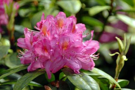 fleur de rhododendron