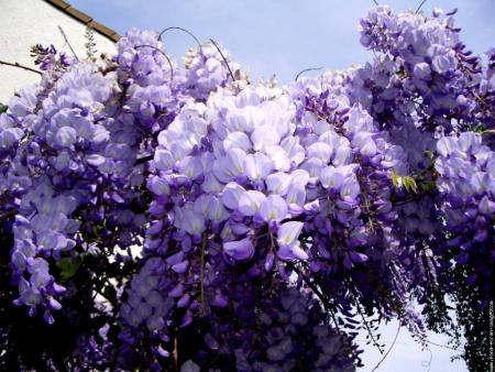 glycine