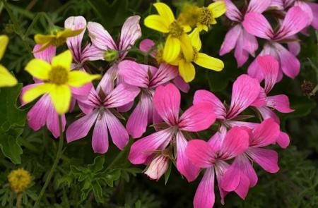 la symphonie des fleurs 