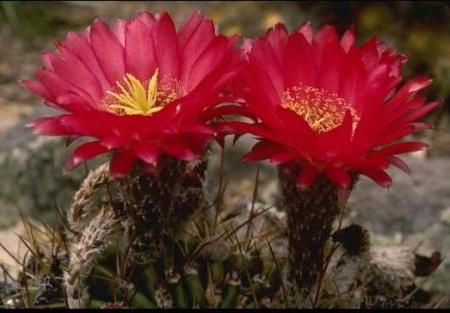 fleurs de cactus 