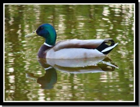 canard col vert 