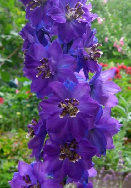 delphinium