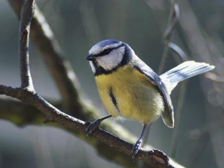 la mesange bleue