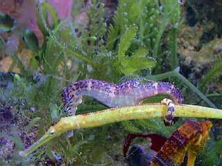 seahorse