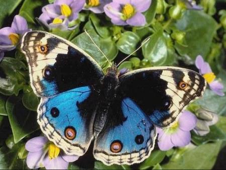 blue butterfly