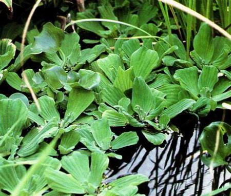 laitue d'eau