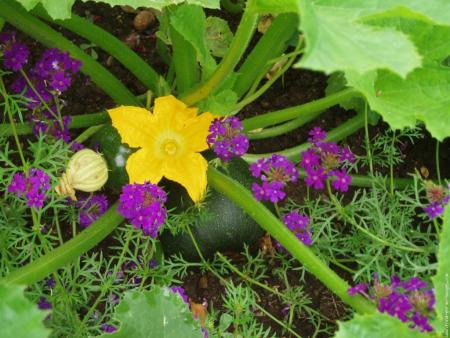fleur de courgette