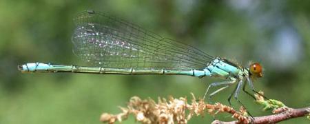 libellule