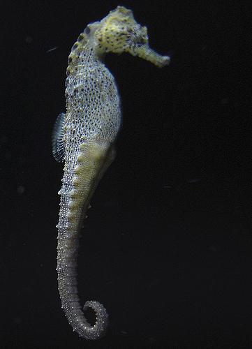 silver seahorse