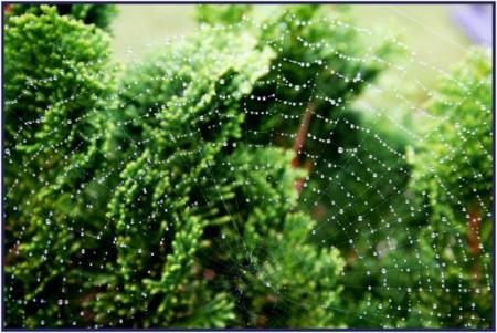 couronne de pluie offerte