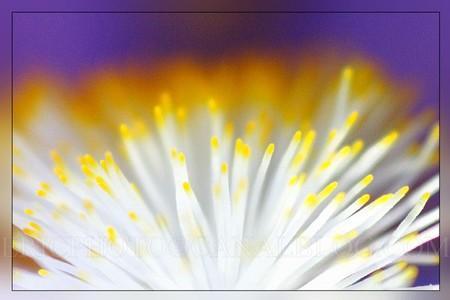 feu d'artifice magique