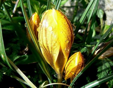 crocus