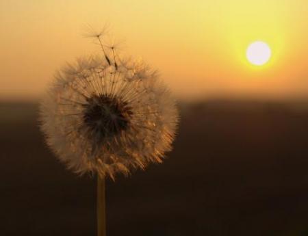 graines de pissenlit