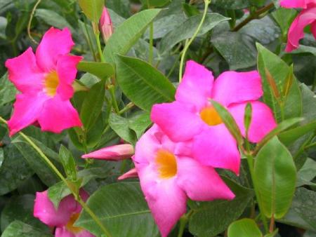 dipladenia