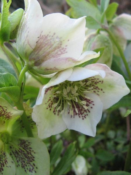 hellebore ou rose de noel