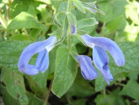salvia patens