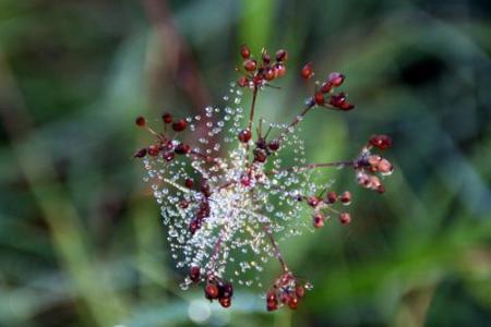 couronne scintillante