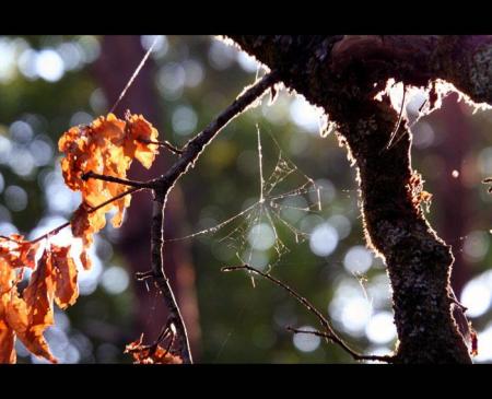 simplicit� naturelle