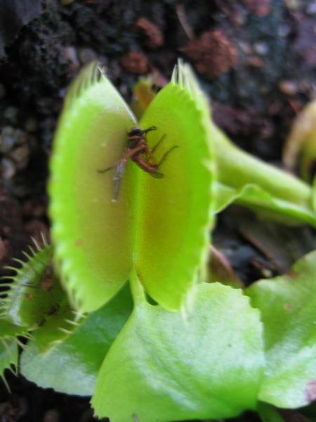 plantes carnivores et insectivores 