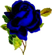 blue rose mon cadeau du sunday pour mes amies 